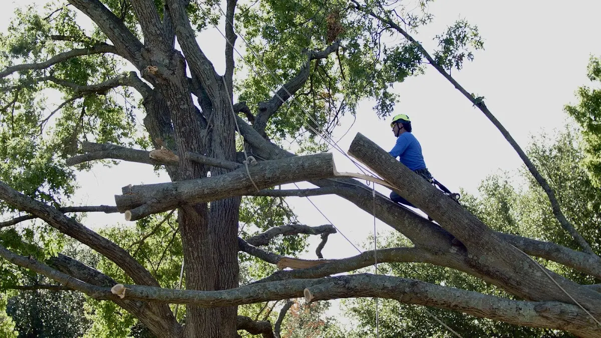 Professional Hazardous Tree Removal performed by certified arborists in Portia