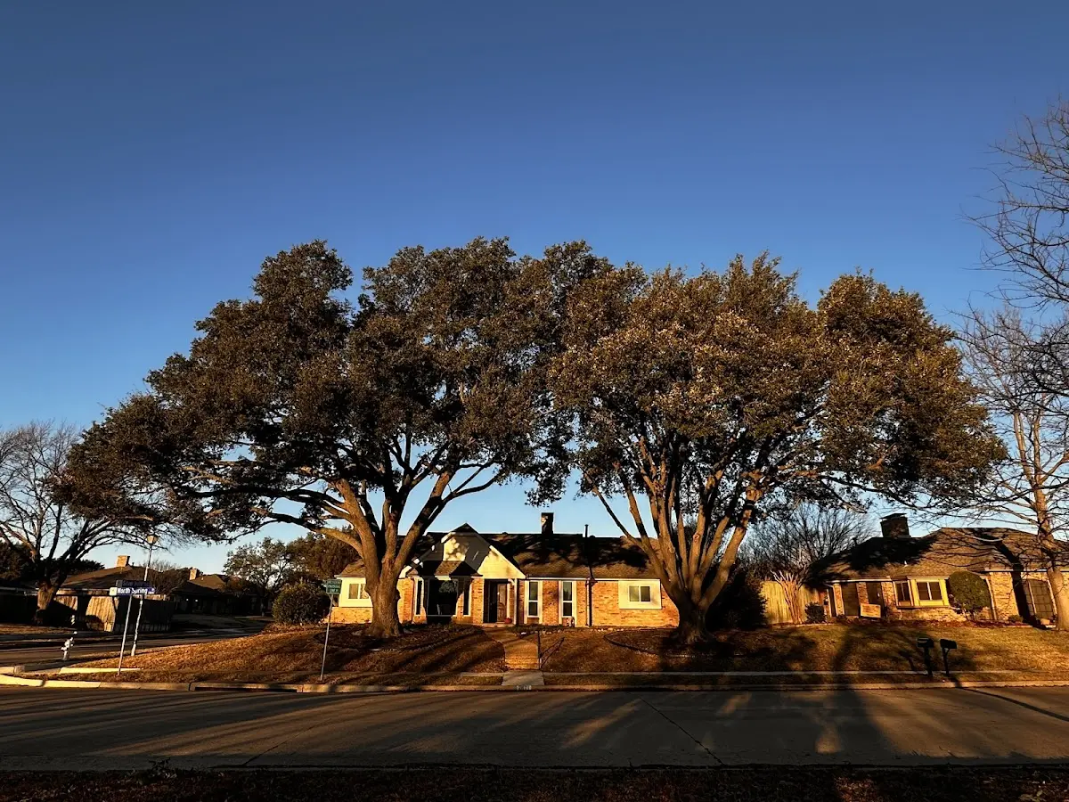 Established residential canopy tree shading a home in Portia