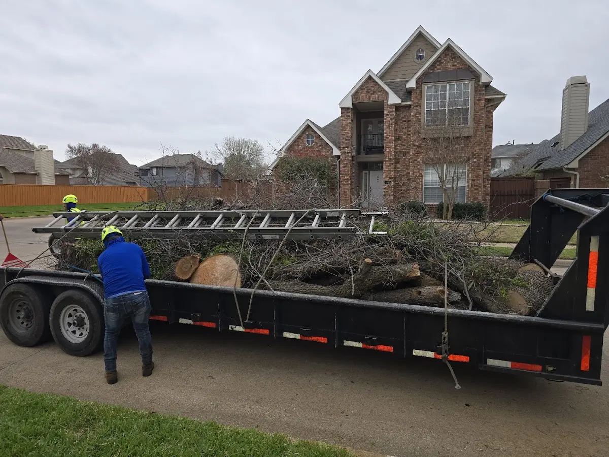 Expert Tree Removal with proper safety equipment in Portia